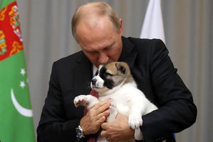NEUSTRAŠIV, INTELIGENTAN, NE BOJI SE DA NAPADNE VUKA: Evo kakve osobine ima šarplaninac kojeg će Putin dobiti od Vučića (KURIR TV)