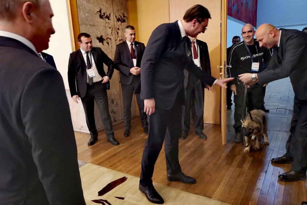 VUČIĆ NA POKLON DOBIO PAŠINOG BRATA PAKA! Ovako izgleda ŠARPLANINAC koji je novi ljubimac predsednika Srbije!  (FOTO)