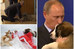 PUTIN SAMO PRED PAŠOM PAO NA KOLENA: Videli ste štene koje se iz Srbije preselilo u Kremlj, a ovo su ostali ljubimci predsednika Rusije koji svetskog vladara pretvaraju u pravo dete! (VIDEO)
