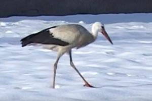 RODI SE SMRZLA KRILA, PA PRONAŠLA NOVI DOM U ŠKOLSKOM DVORIŠTU: Odmah je postala atrakcija u Bratuncu, a meštani je hrane i paze! (VIDEO)