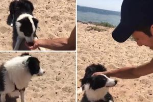 NOLE NAHRANIO RAZDRAGANOG DRUGARA: Đoković na plaži u Melburnu naišao na psa, a onda je nastala scena koja će vam rastopiti srca! (VIDEO)