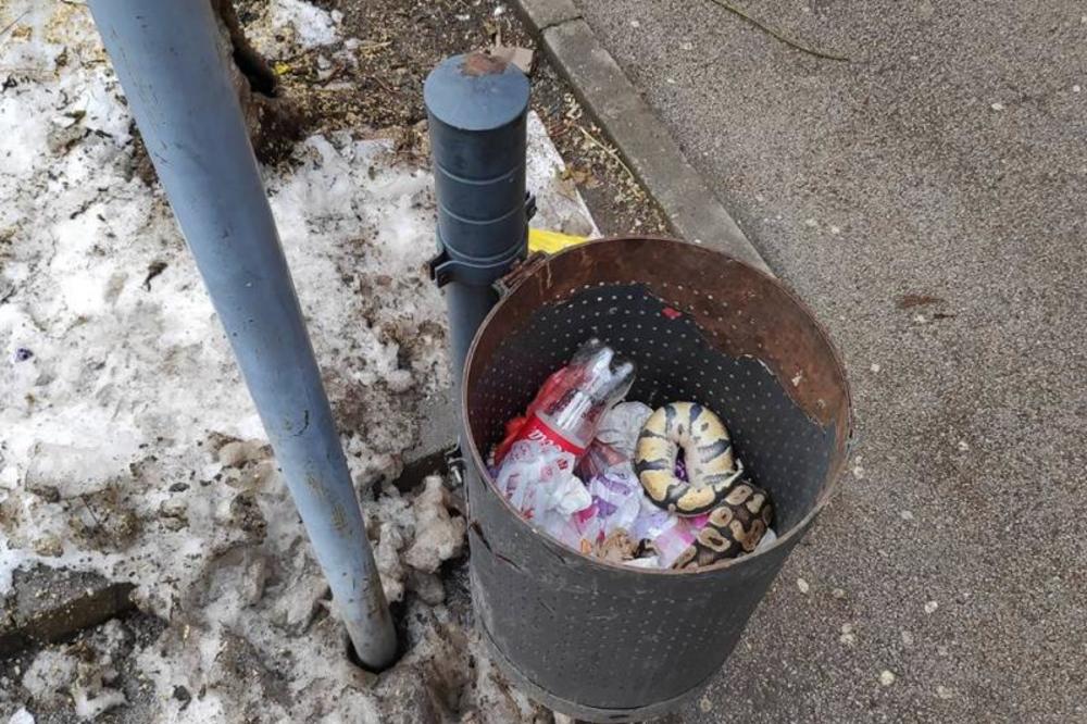 NIŠLIJE ZGRANUTE PRIZOROM U CENTRU GRADA: Mrtva zmija bačena u kantu za smeće ispred škole!