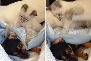 GNJAVATORKA NA KUB! Kuče bi da spava, a mačka ne prestaje da ga čačka! (VIDEO)