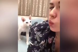 BRAVO, MACO! Devojka pravila selfi, dugo se pućila, a ono što joj je mačka uradila će vas ODUŠEVITI (VIDEO)