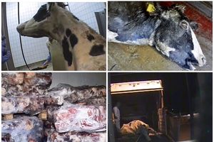 POLJSKA TELETINA TRUJE EU: Tajni snimak iz klanice uzbunio Uniju! Kolju se krave koje su toliko bolesne da ne mogu da stoje! (UZNEMIRUJUĆI VIDEO)