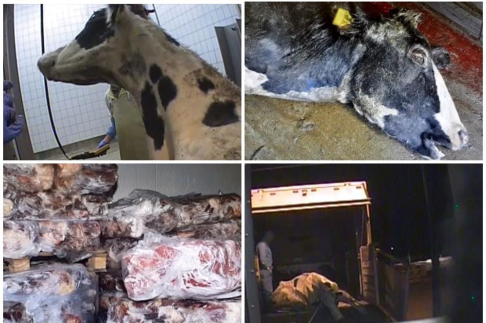 POLJSKA TELETINA TRUJE EU: Tajni snimak iz klanice uzbunio Uniju! Kolju se krave koje su toliko bolesne da ne mogu da stoje! (UZNEMIRUJUĆI VIDEO)
