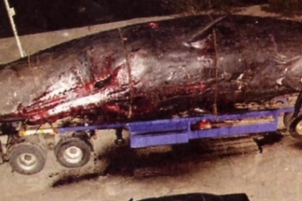 OVAJ KIT JE OPASNIJI OD BOMBE: Jedinstevni snimak kada uginula životinja EKSPLODIRA! Krv i meso padali su na prolaznike, automobile i kuće! (VIDEO)