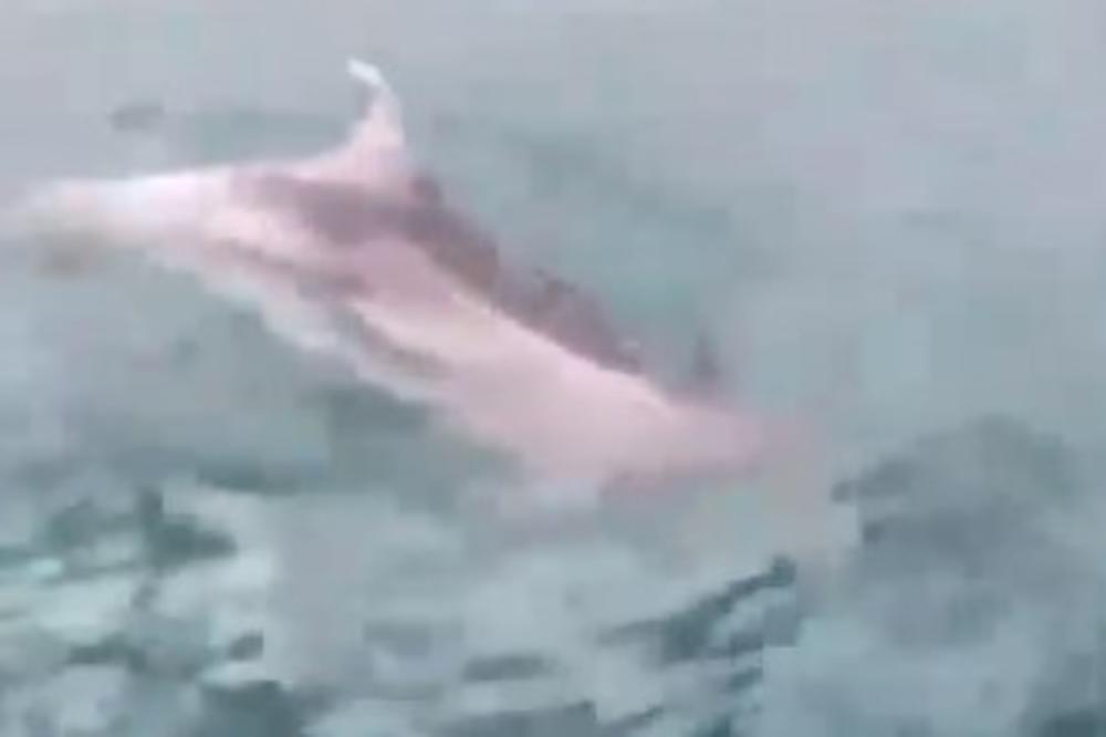 NEOBIČNI POSETILAC U BOKI: Srednjoškolce na trajektu iznenadila pojava delfina! (VIDEO)