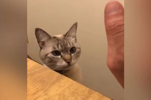 BACI PET, ALI NA NJEN NAČIN! I mačke umeju da se pozdravljaju kao ljudi! (VIDEO)