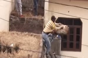 NEVEROVATNE SCENE: Otkrili da se u kući krije opasna zver, pa pokušali da je oteraju, ali usledila je zastrašujuća borba preko krovova i zgrada! (VIDEO)
