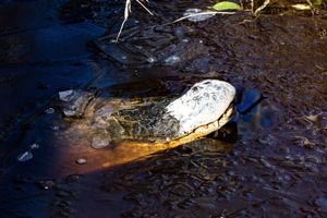 ŠOK PRIZORI IZ AMERIKE: Aligatori se bukvalno ZALEDILI OD HLADNOĆE (FOTO)
