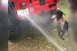 NEMA PRANJA DOK JE ON TU! Čim vidi vodu ovaj pas pošašavi! (VIDEO)