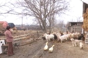 OD SAMO JEDNE KOZE DOBRIĆI SU NAPRAVILI BIZNIS: Gojko i Ankica danas imaju stado, a za njihov sir čulo se i u Egiptu (VIDEO)