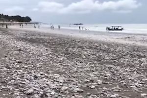 NEKADA RAJSKO MESTO, A DANAS DEPONIJA: Popularna plaža skroz prekrivena đubretom, pesak se i ne vidi (VIDEO)