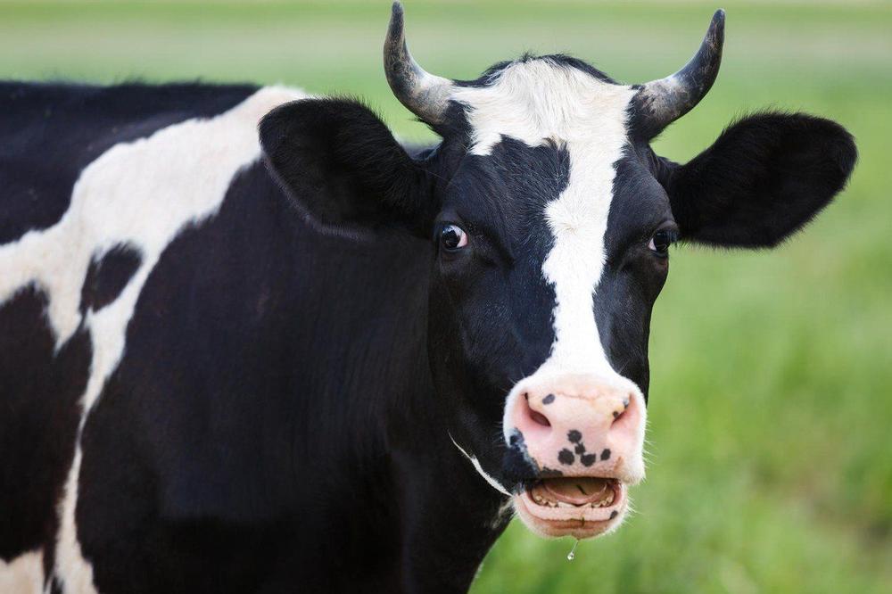 SVE U SVRHU OČUVANJA PLANETE Naučnici su pronašli genijalan način da smanje emisiju štetnih gasova: Uče krave da koriste nošu!