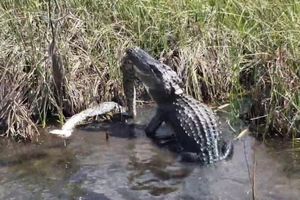 SAMO JEDAN IZLAZI ŽIV: Moćni aligator udario na ogromnog pitona, OKRŠAJ DO POSLEDNJEG DAHA (VIDEO)