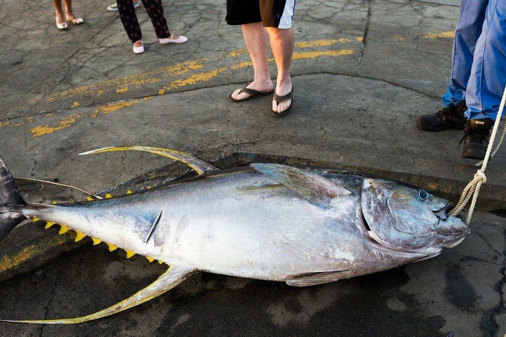 ULOVIO OGROMNU TUNU KOD PERASTA: Kapitalac težak 72 kilograma, velik koliko i ribar!