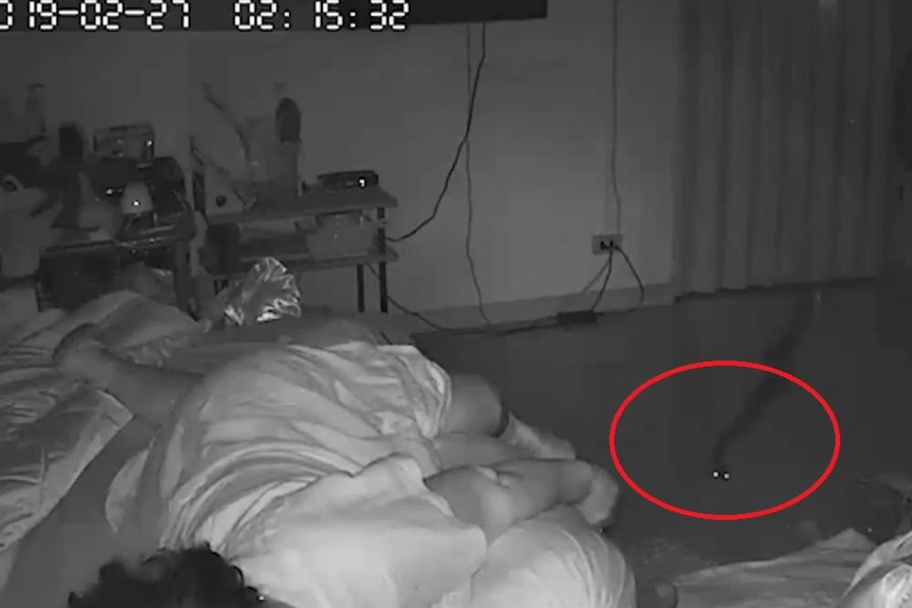 DOŽIVELA NAJGORU NOĆNU MORU: Ogroman piton se ušunjao starici u spavaću sobu i napao je dok je spavala! (VIDEO)