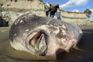 OGROMNO ČUDNO BIĆE SE NASUKALO NA PLAŽU: Naučnici su ubrzo objasnili o čemu je reč, ali na jedno bitno pitanje nisu imali odgovor! (FOTO)