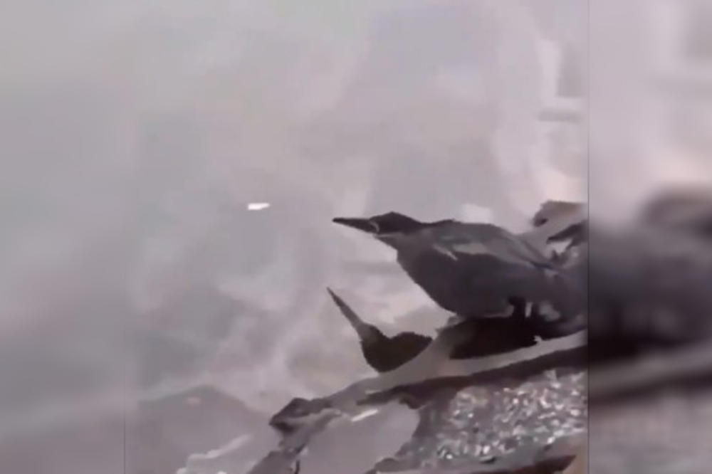 NEVEROVATNO! SNIMAK VRANE  KOJA "PECA" ZAPALIO INTERNET: Evo zašto ove ptice važe za NAJPAMETNIJE ŽIVOTINJE na svetu! (VIDEO)