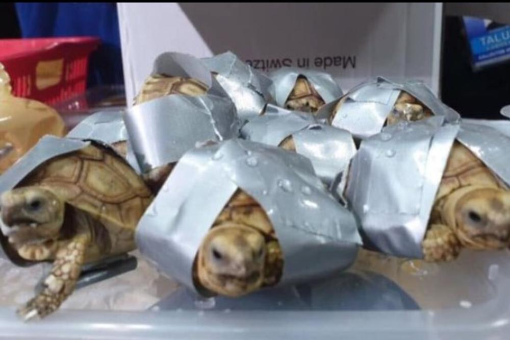 CARINICI OTVORILI KOFERE I IMALI ŠTA DA VIDE: U prtljagu otkrili 1.500 živih kornjača umotanih u selotejp!