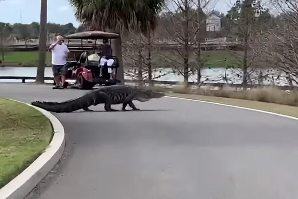 NEMAN OD 4 METRA SE POJAVILA NA GOLF TERENU: Ovog aligatora je nemoguće ne primetiti (VIDEO)