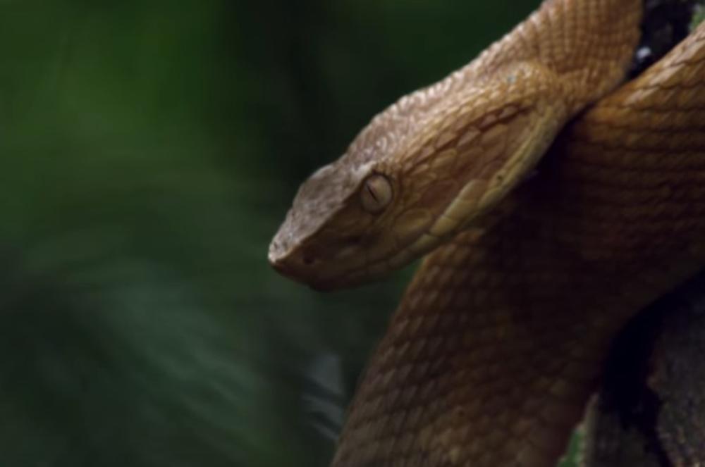 Brazil, Ostrvo zmija, zmije