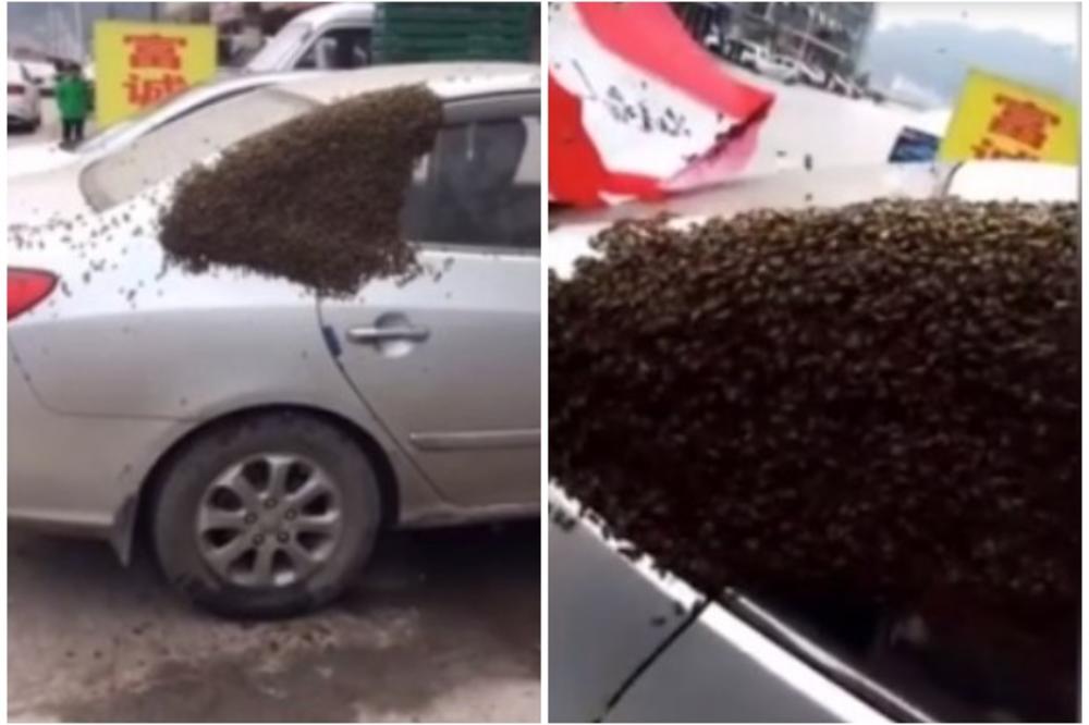 NIJE MOGAO DA VERUJE SVOJIM OČIMA: Za nekoliko minuta, HILJADE pčela mu napalo automobil! Evo ko ga je spasao! (VIDEO)