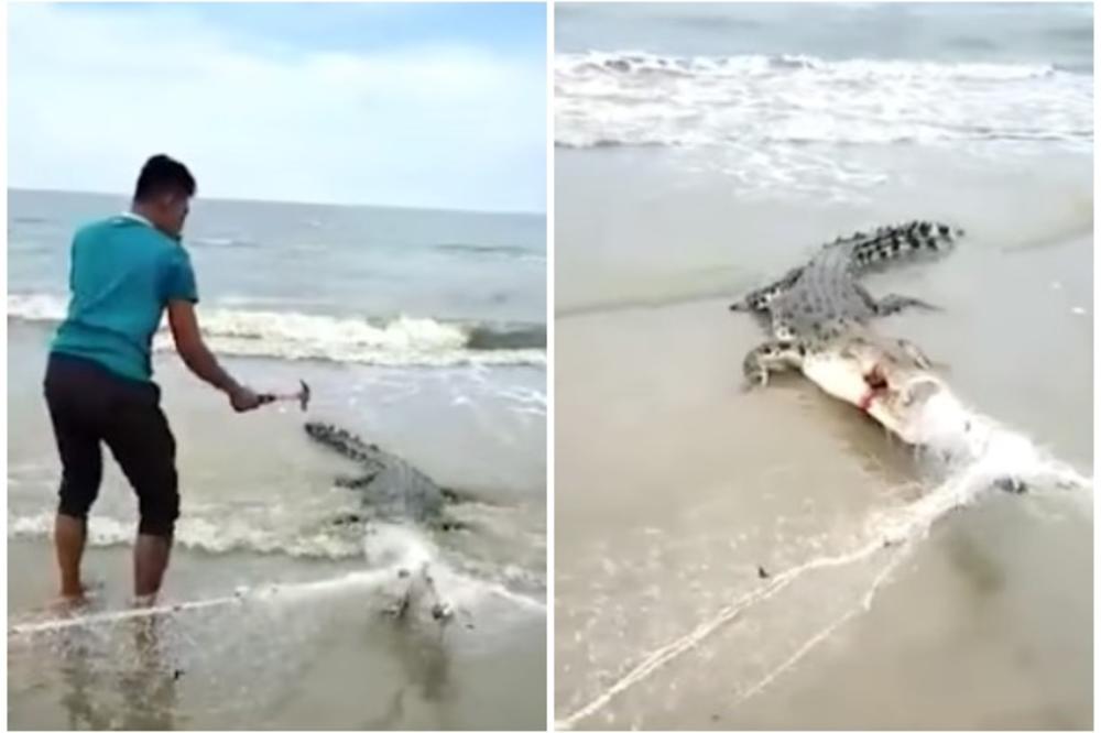 SUROVA SMRT VELIKE ZVERI: Krokodil se upleo u mrežu na obali, a presudio mu je ČOVEK SA ČEKIĆEM (UZNEMIRUJUĆI VIDEO)