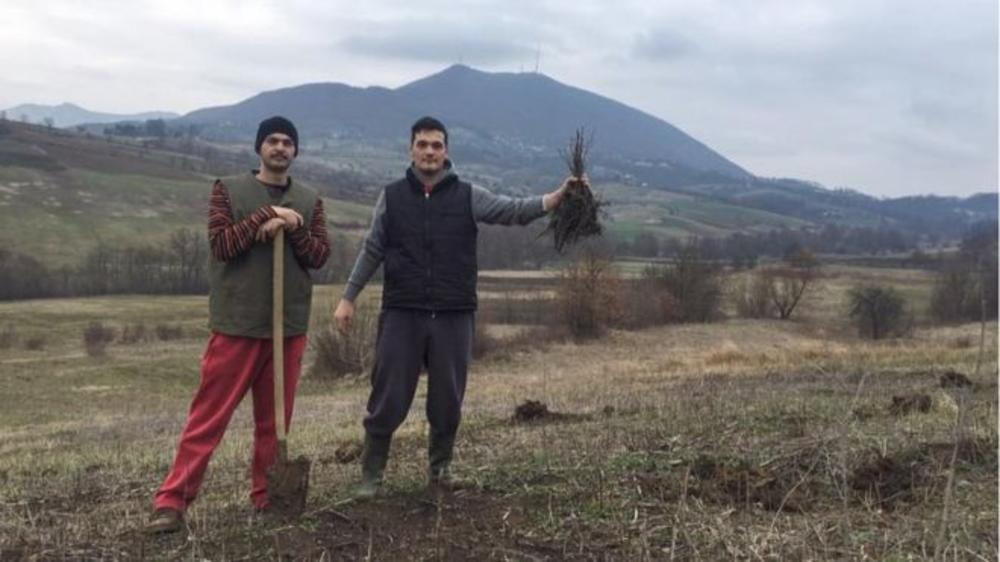 Prvih 150 crvenih hrastića Stefan i njegov brat su zasadili u martu 2016. godine