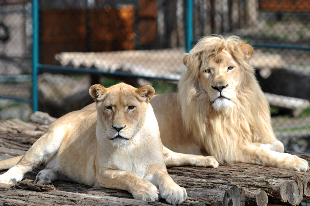 UŽIVANCIJA ZA MALIŠANE: Otvoren Dečji zoo-vrt u Beogradu (FOTO)