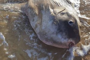 MISLILI SMO DA JE OVO OLUPINA BRODA: Ribari pronašli gigantsku ribu na obali reke, nisu verovali svojim očima (FOTO)
