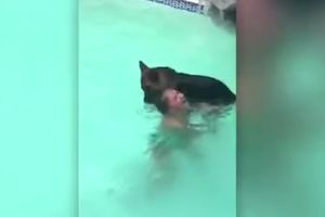 KAKAV LUDI PAS SPASILAC! Skočio u bazen i počeo da vuče devojku za kosu, ne znajući da je sama skočila da se kupa! (VIDEO)