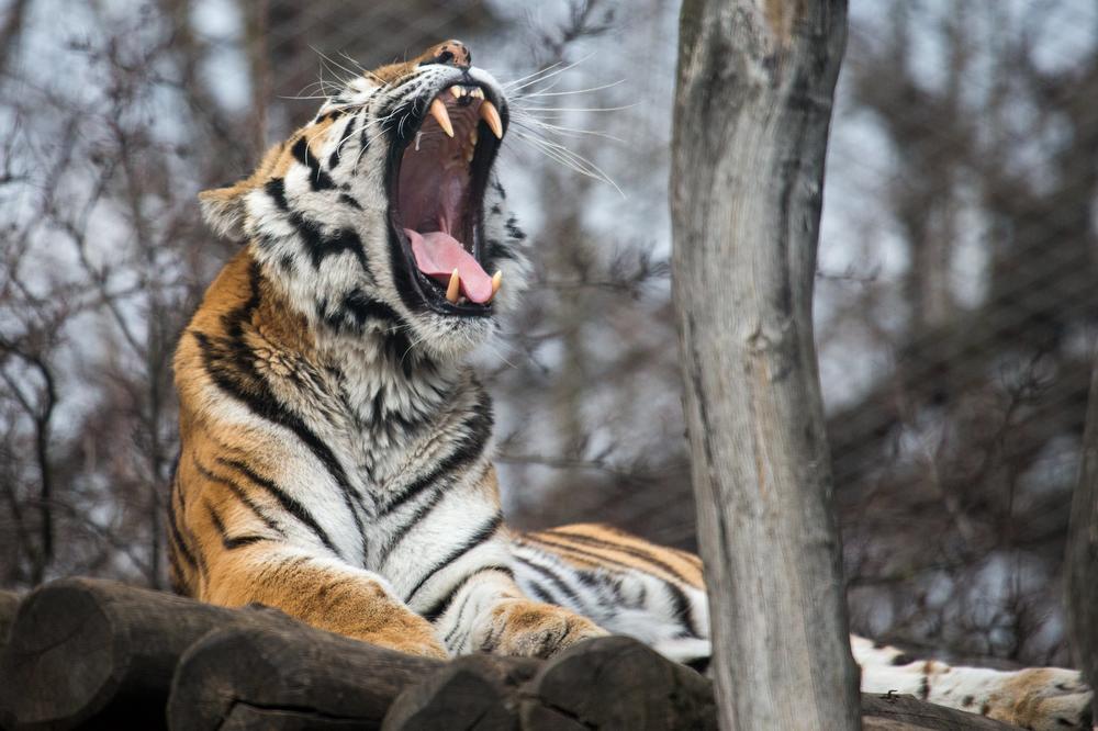 KORONA U ZOO VRTU U VAŠINGTONU: Šest lavova i tri tigra pozitivni na virus! Čuvari primetili kašljanje, kijanje i apatiju
