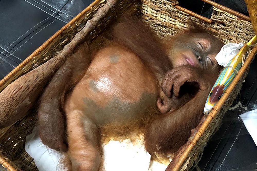 RUS U KOFERU SAKRIO DROGIRANOG MAJMUNA: Nesrećni orangutan nije bio jedina životinja koju je švercovao, a tvrdio da mu je to kućni ljubimac! (FOTO)