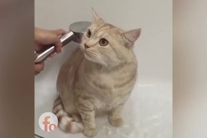 KAKVO IZBEGAVANJE! Ova mačka toliko ne voli da se tušira, a tek da vidite kako se SPASLA! (VIDEO)