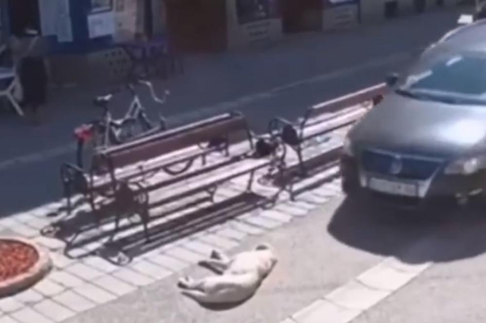ŽITELJI LAPOVA ZGRANUTI, KAMERE SNIMILE SVE: Autom na psa ljubimca celog mesta dok se mirno sunčao na šetalištu?! Pogledajte šta je bilo posle (UZNEMIRUJUĆI VIDEO)