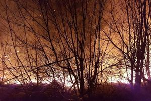 GORI DALMACIJA: U požaru kod Muća izgorelo oko 150 hektara borovine! (FOTO)