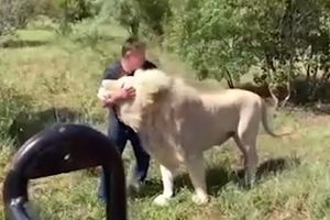 IPAK SU LAVOVI PRAVE MAČKE! Snimak koji pokazuje ogromnog lava koji se slatko mazi i umiljava kao mala maca to nam samo iznova potvrđuje! (VIDEO)