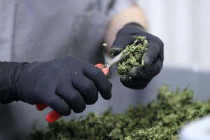 DEDA DILER UHAPŠEN U KRALJEVU: U kući 64-godišnjeg Z.M. pronađeno skoro pet kilograma marihuane i paketić hašiša