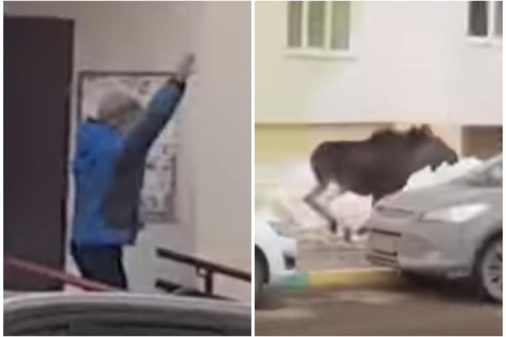 PA OVO IMA SAMO U RUSIJI: Pomahnitala životinja pravila haos, a onda su svi ZANEMELI kad je žena pokušala da je otera  (VIDEO)