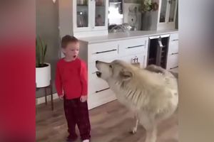 KOLIKO SU SAMO PRESLATKI! Mali dečak i ogromni psi zajedno u kući zavijaju kao vukovi! (VIDEO)
