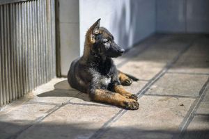 NEOČEKIVAN POTEZ KINESKIH NAUČNIKA Klonirali psa koji je rešio 12 ubistava!