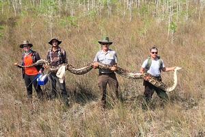 DŽINOVSKI PITON ŠOKIRAO SVET: Pronašli zmiju veću od jednospratnice, a evo šta su morali da urade s njom! (FOTO)