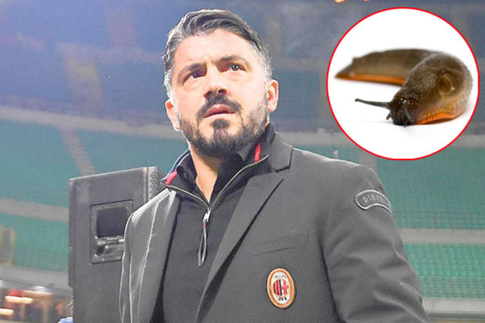 SLAVNOM ITALIJANU NIŠTA NIJE GADNO: Trener Milana pojeo puža golaća za 5.000 evra!