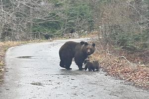 ŠUMAR SNIMIO DIVAN PRIZOR: Mama medvedica se šetala sa medvedićima, a kad su se umorili morala da ih nosi! (VIDEO)