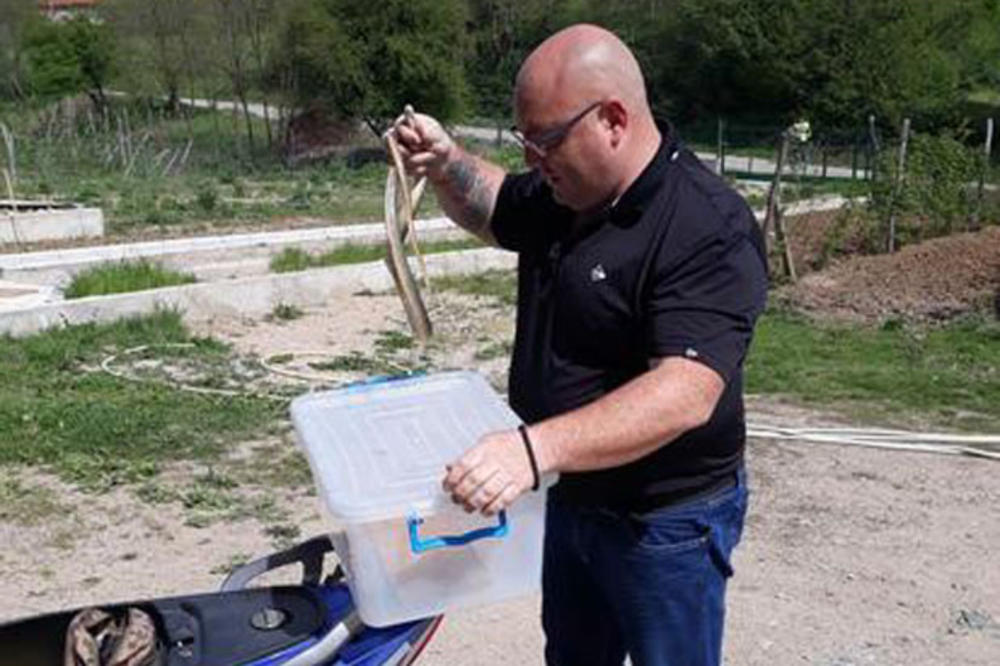 MLADEN IZ ŽITORAĐE OSTAO U ŠOKU: Stepski smuk se zavukao u skuter (FOTO)