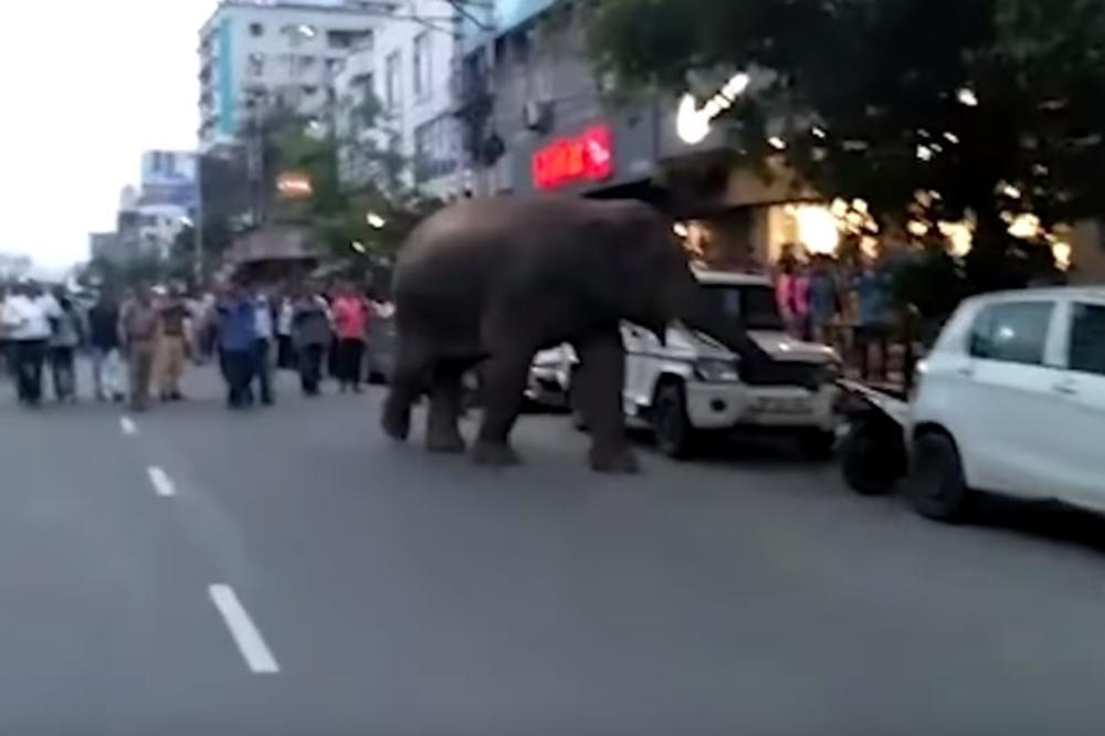 LJUDI ŠETALI GRADOM, KAD ODJEDNOM NAIŠAO SLON: Mirno prošetao ulicom, pomerio nekoliko kola, a svi ga gledalu u čudu (VIDEO)