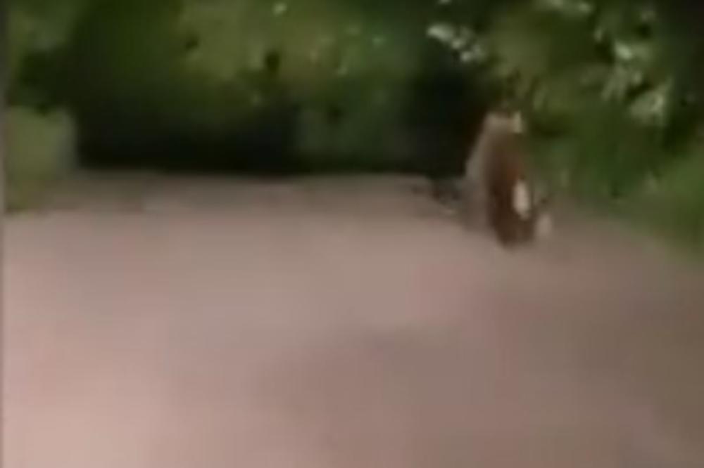 SNIMLJEN MEDA ŠUMADINAC: Grupa mladića u sred noći ugledala životinju na seoskom putu, krenula za njom i napravila ekskluzivan snimak!