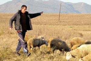 DALIBOR JE PRE PODNE PROFESOR ENGLESKOG, POPODNE PASTIR: Ovce ga iškolovale, a stado ne bi ostavio ni po koju cenu